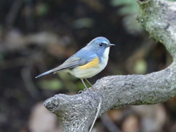 Red-flanked Bluetail 横浜市 Sun, 4/9/2023