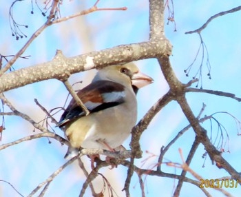 Hawfinch Makomanai Park Sun, 3/19/2023