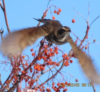 Dusky Thrush Makomanai Park Sun, 3/5/2023