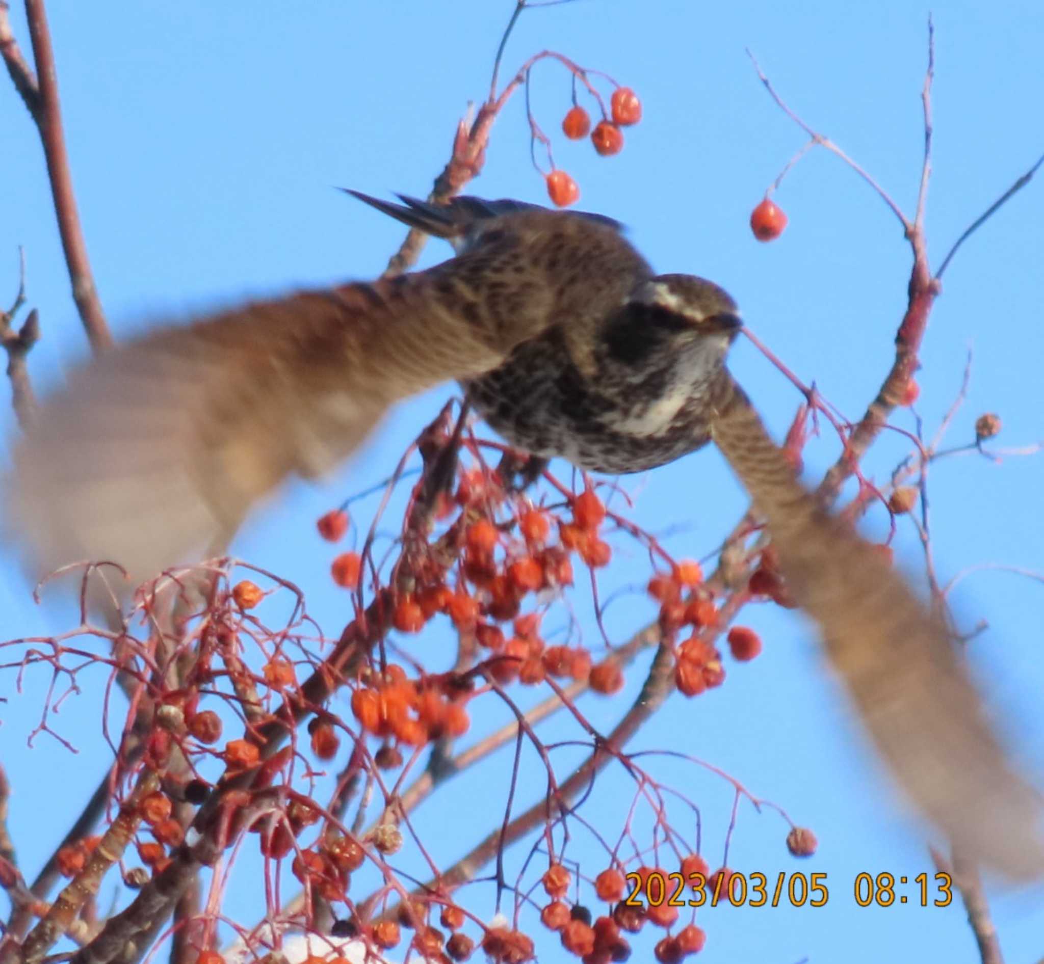 真駒内公園 ツグミの写真