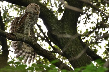 Ural Owl 千葉県 Sat, 5/26/2018