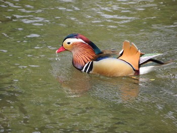 2023年4月9日(日) 中島公園の野鳥観察記録