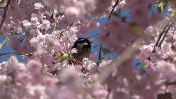 ヒガラ 高見の郷(奈良県) 2023年4月9日(日)