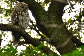 Ural Owl 千葉県 Sat, 5/26/2018