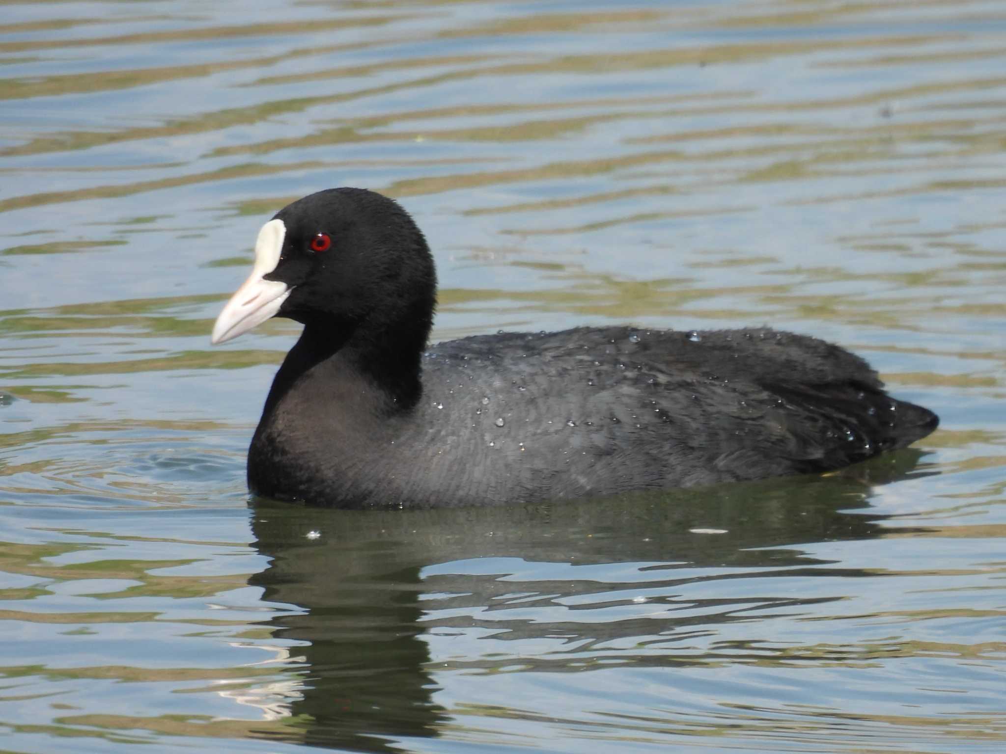 Photo of Eurasian Coot at 淀川河川公園 by ゆりかもめ