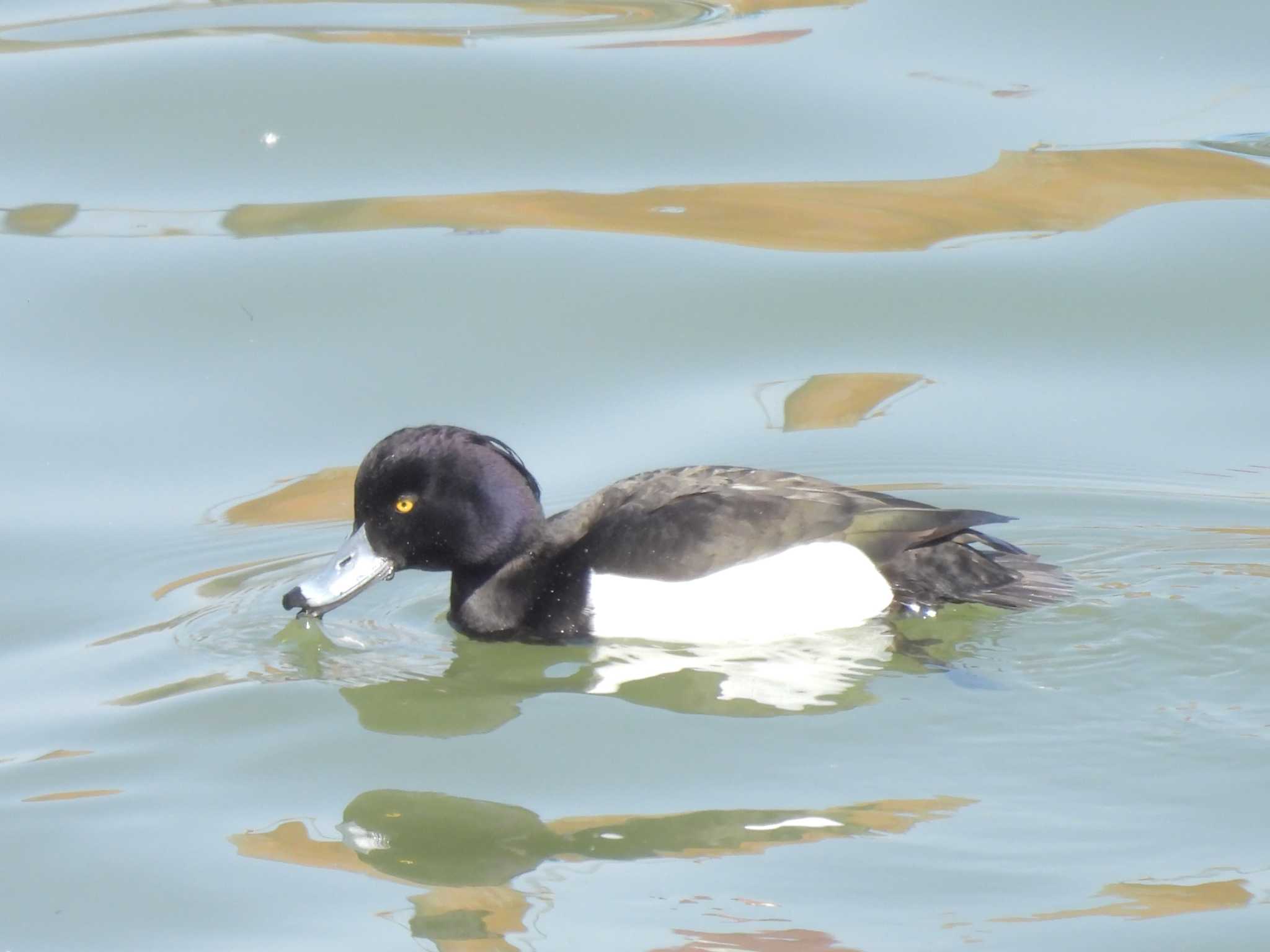 Photo of Tufted Duck at 淀川河川公園 by ゆりかもめ