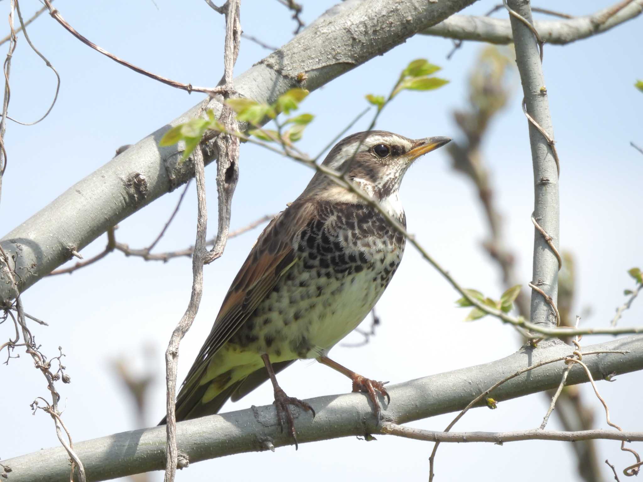 Dusky Thrush