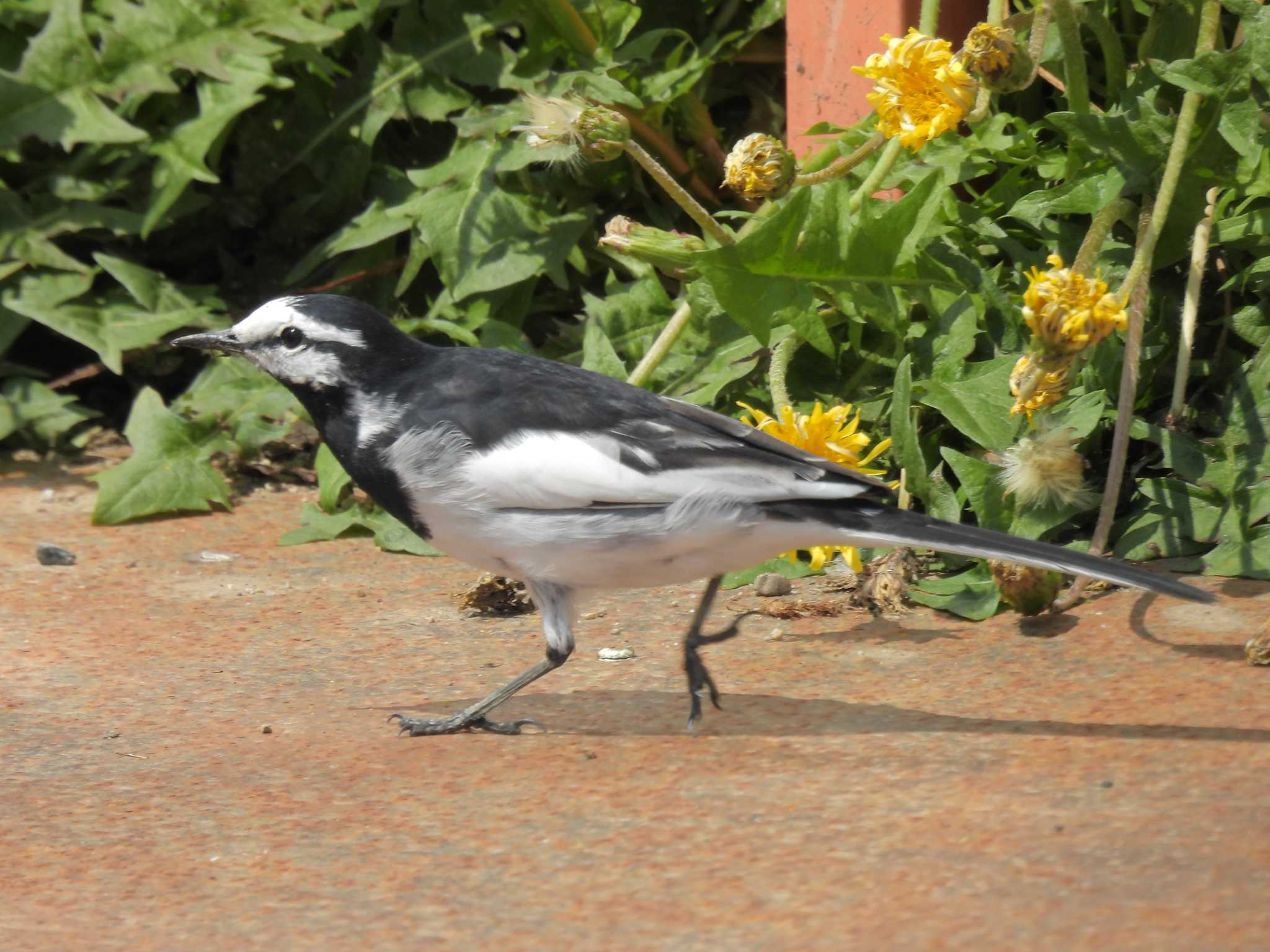 Photo of White Wagtail at 淀川河川公園 by ゆりかもめ