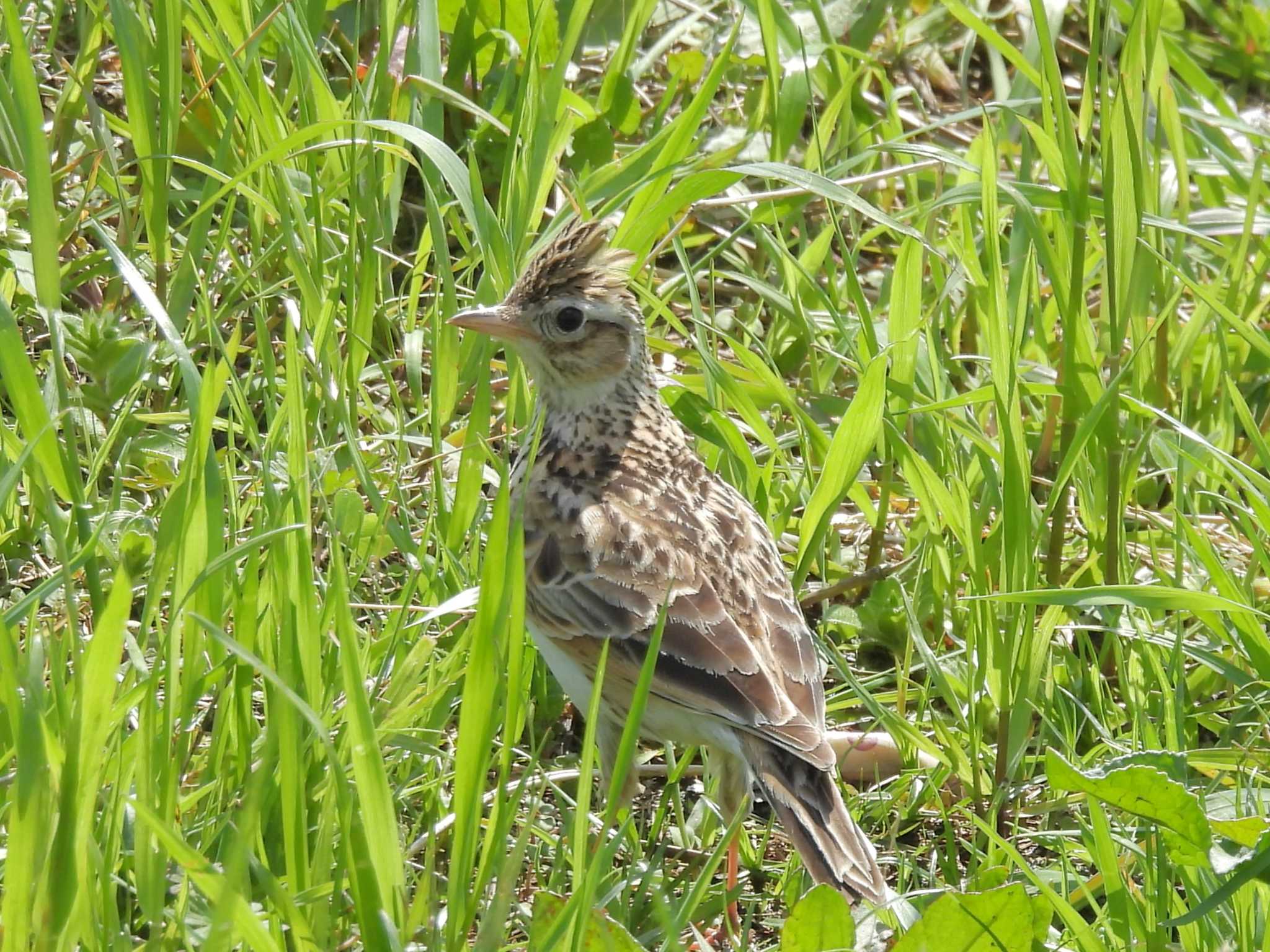 Photo of Eurasian Skylark at 淀川河川公園 by ゆりかもめ