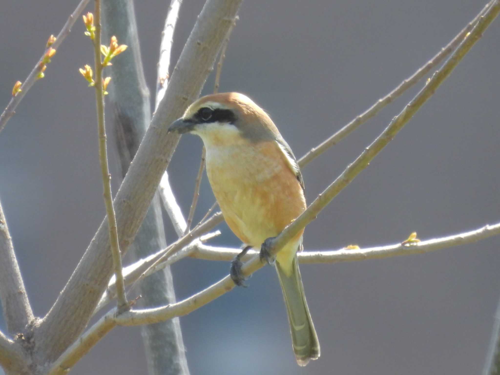 Photo of Bull-headed Shrike at 淀川河川公園 by ゆりかもめ