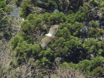 2023年4月9日(日) 富山県天湖の森の野鳥観察記録