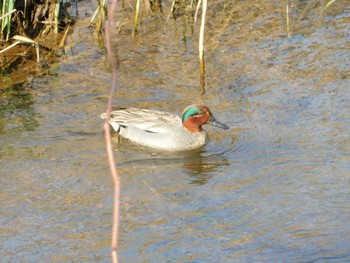 Sun, 4/9/2023 Birding report at 新川(札幌市北区)