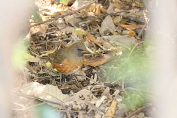 Sun, 4/9/2023 Birding report at 加木屋緑地