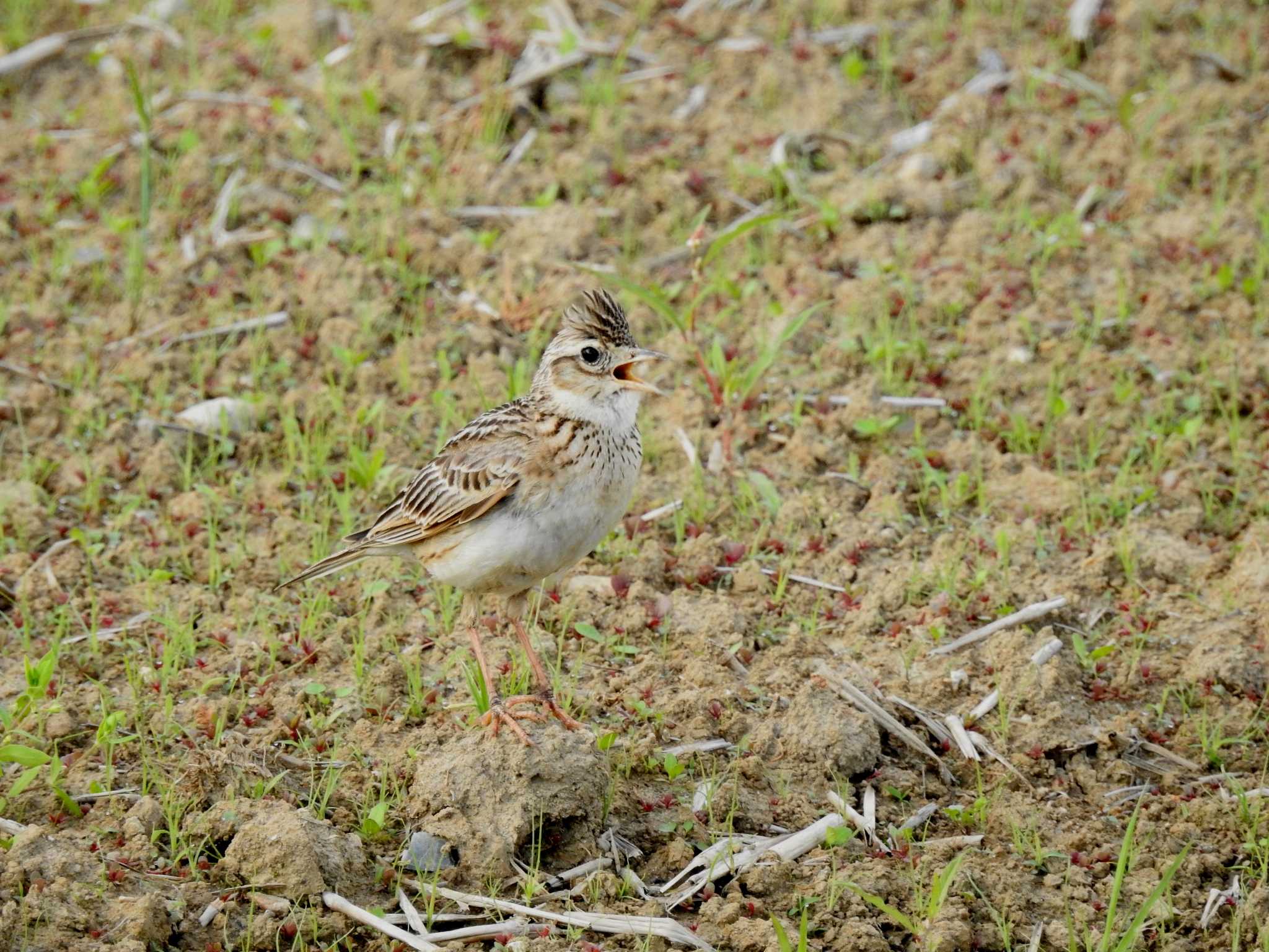 Photo of Eurasian Skylark at 兵庫県明石市 by 禽好き