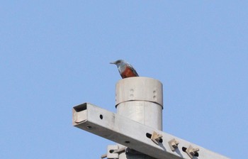 2023年4月9日(日) 自宅の野鳥観察記録