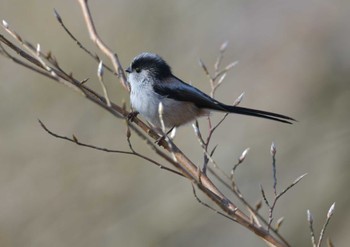 2023年4月9日(日) 須山口登山道の野鳥観察記録