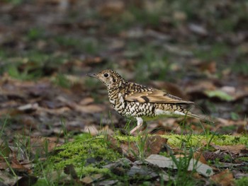 White's Thrush 比叡山 Sun, 4/9/2023