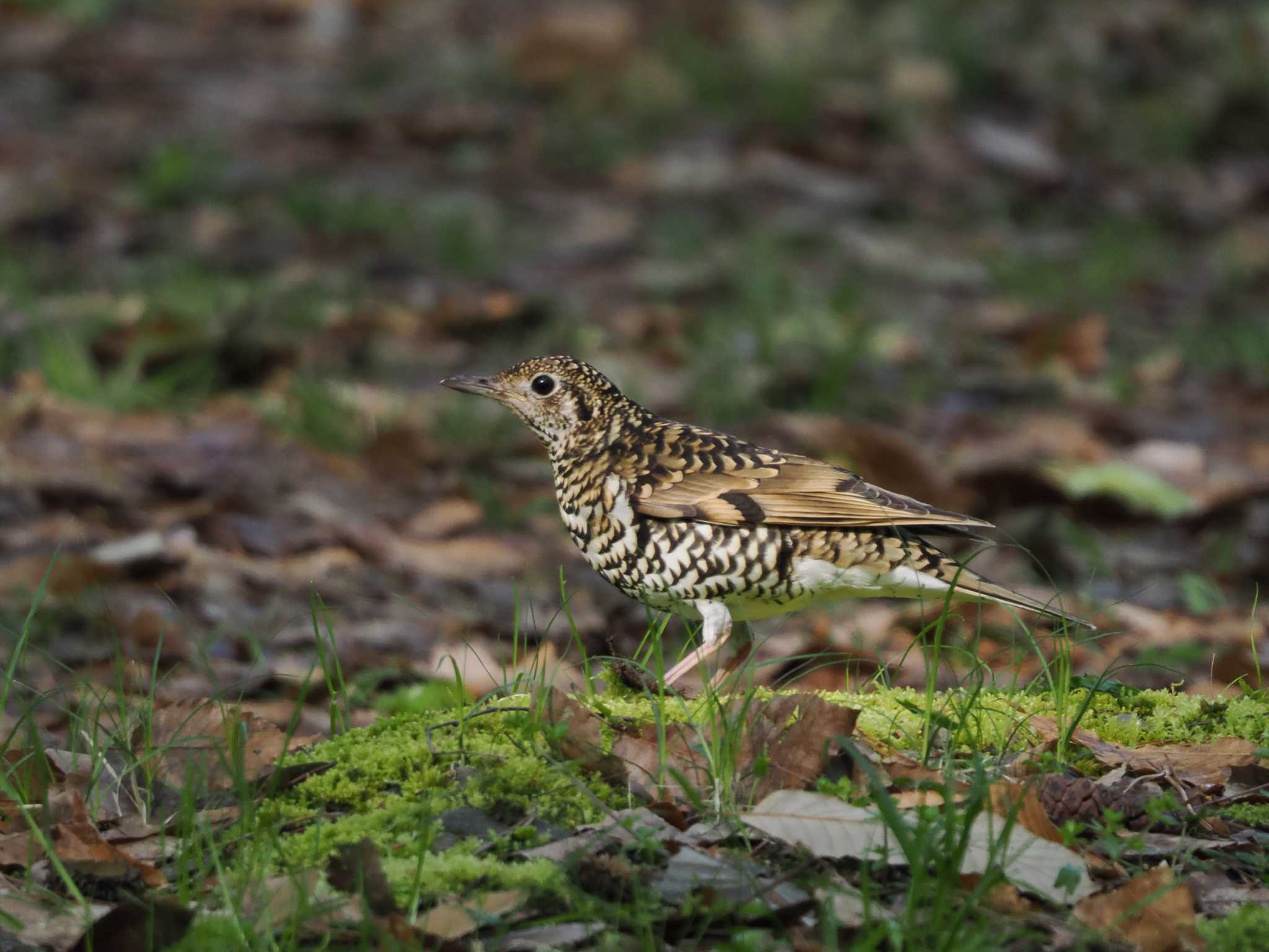 White's Thrush