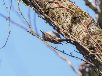 Sun, 4/9/2023 Birding report at 比叡山