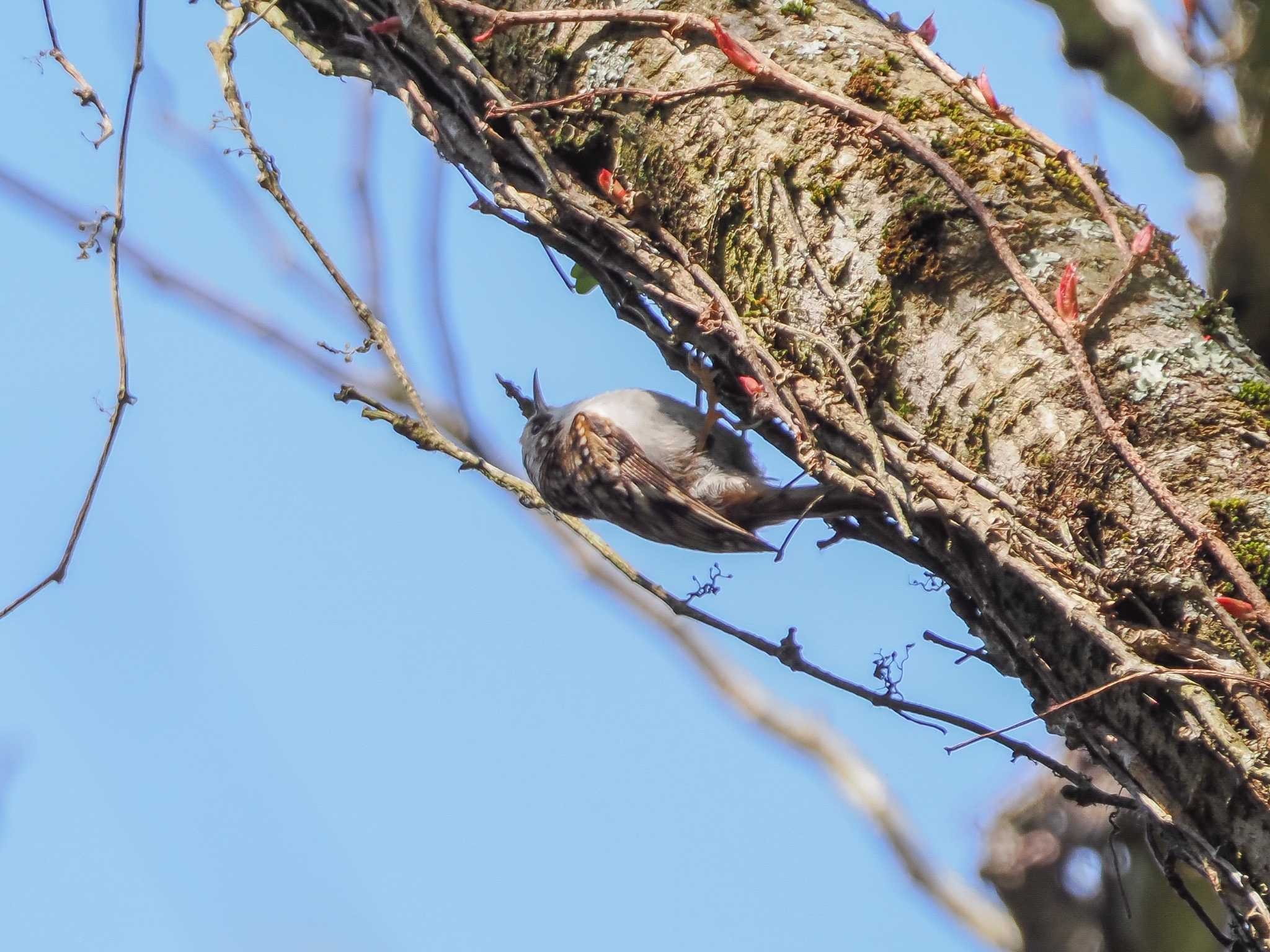 Eurasian Treecreeper