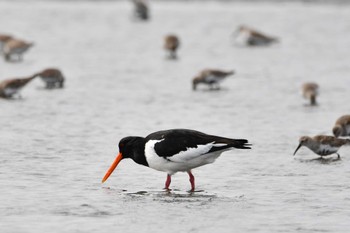 Sun, 4/2/2023 Birding report at Sambanze Tideland