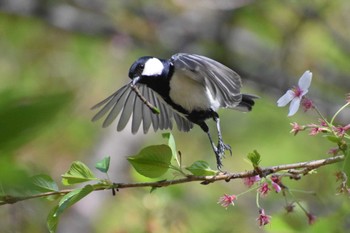 Japanese Tit 久宝寺緑地公園 Sun, 4/9/2023