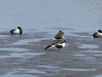 2023年4月9日(日) 東京港野鳥公園の野鳥観察記録