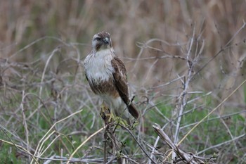 Eastern Buzzard 多摩川二ヶ領上河原堰 Thu, 3/30/2023