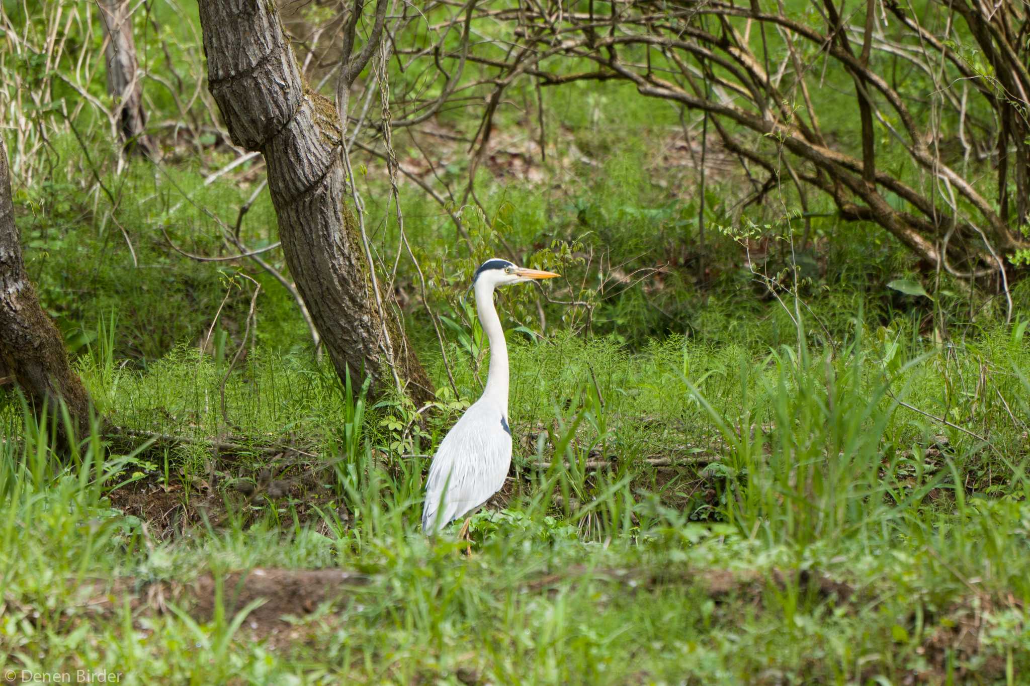 横沢入 アオサギの写真 by 田園Birder