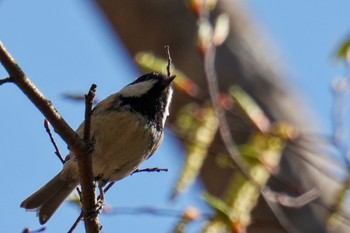 ヒガラ 南アルプス邑野鳥公園 2023年4月1日(土)