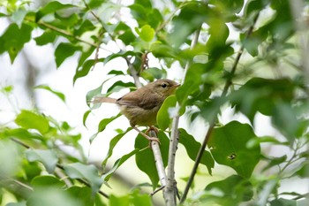 Japanese Bush Warbler 中山寺(奥之院) Sat, 5/26/2018