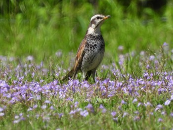 ツグミ 静岡県立森林公園 2023年4月9日(日)