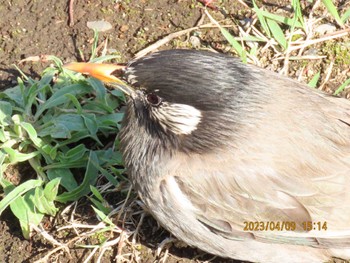 White-cheeked Starling 木場公園(江東区) Sun, 4/9/2023