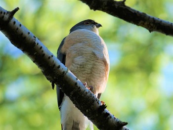 Japanese Sparrowhawk Unknown Spots Sun, 4/9/2023