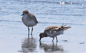 2023年4月9日(日) ふなばし三番瀬海浜公園の野鳥観察記録