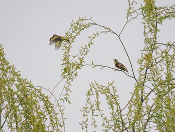 2023年3月17日(金) 秋ヶ瀬公園の野鳥観察記録