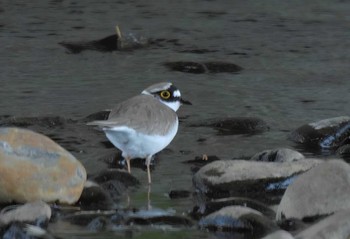 2023年4月9日(日) 野川の野鳥観察記録