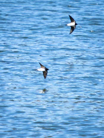 Barn Swallow 川原大池 Sat, 4/8/2023