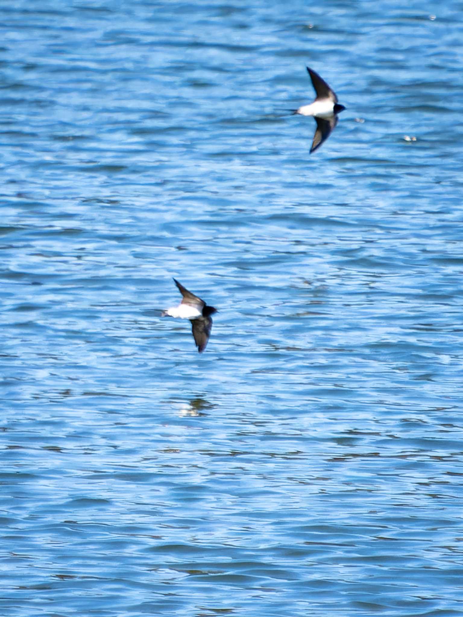 Barn Swallow