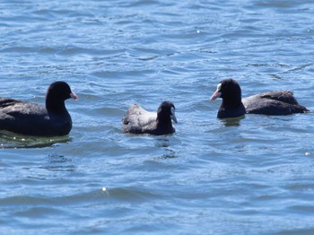 Eurasian Coot 川原大池 Sat, 4/8/2023