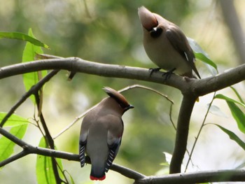 Japanese Waxwing 埼玉県 Wed, 4/5/2023