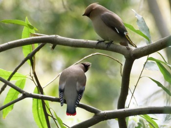 Japanese Waxwing 埼玉県 Wed, 4/5/2023