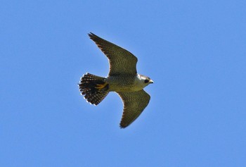 Peregrine Falcon Unknown Spots Unknown Date