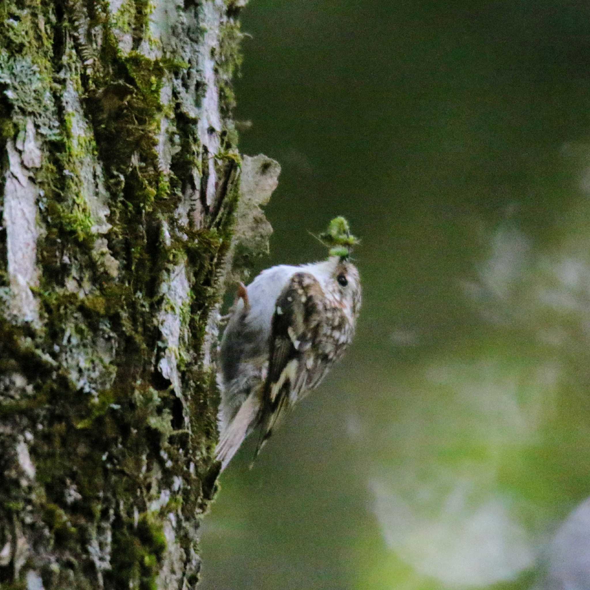 上高地 キバシリの写真 by はやぶさくん