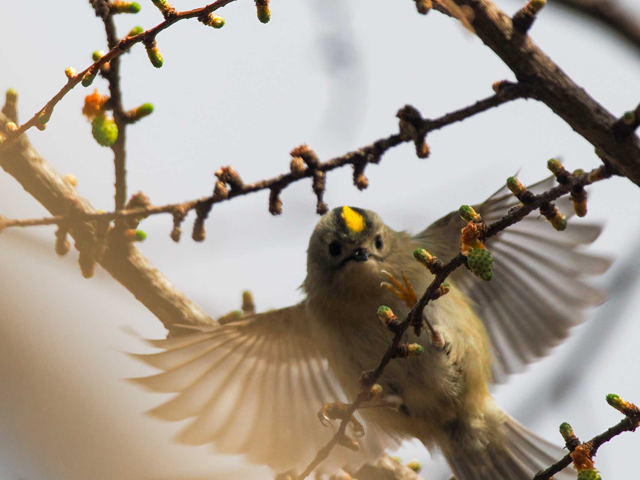 旭山記念公園 キクイタダキの写真 by 98_Ark (98ｱｰｸ)