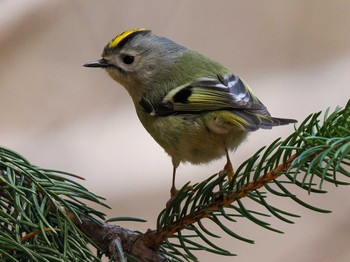 2023年4月9日(日) 旭山記念公園の野鳥観察記録