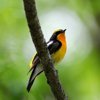 Narcissus Flycatcher 上高地 Sat, 5/26/2018