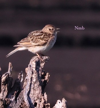 Eurasian Skylark Unknown Spots Unknown Date