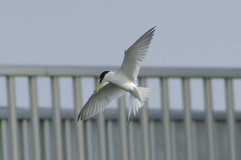 Sun, 5/27/2018 Birding report at 多摩川二ヶ領宿河原堰