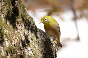 Warbling White-eye 吉田口・馬返(富士山) Sun, 4/9/2023